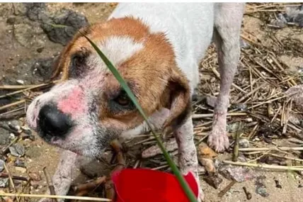 Фото: Animal SOS Odesa / Facebook