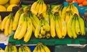 Зелений, жовтий чи коричневий: банан якої стиглості найкорисніший