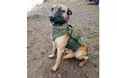 Загиблого бойового пса поминали як воїна…