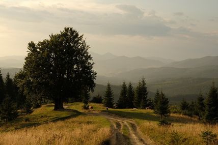 Чи мріяли ви про місце, яке огорне вас затишком та відкриє нескінченну красу та велич гір?