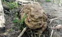 Кумкають і думають про продовження роду
