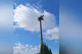 У Малехові місцеві мешканці врятували лелек (ФОТО)