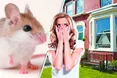 І миша не проскочить…