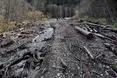 На Прикарпатті викрили керівництво лісгоспу, яке вирубувало заповідні ліси