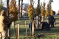 У Львові висадили дерева у памʼять про захисників (ФОТО)