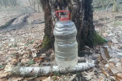Одна береза, кажуть ботаніки, здатна віддати за весну два відра свого нектару. Фото автора.