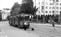 Нахабний львівський песик став зіркою Інтернету