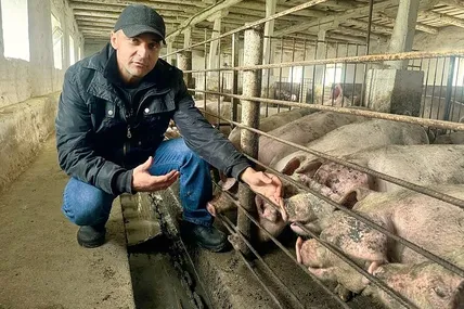У Сергія Гартингера поросята завжди доглянуті. Фото: Суспільне – Черкаси.