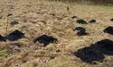 Порпаються у землі, але залишаються чистюлями