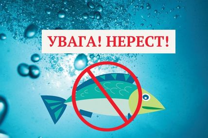 Навіть війна не відміняє «пологів» у риб