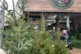 На ялинковому ринку карпатські лісові красуні по півтори-дві тисячі гривень