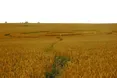 НЛО на замовлення