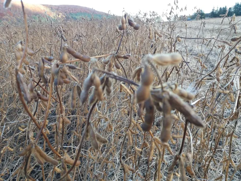 На одному стеблі сої можуть рости три десятки стручків. Фото автора 