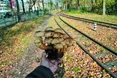 У Стрийському парку — листопадові опеньки