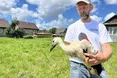 Лелеченят «охрестили» «Світязем» та «Лукою»