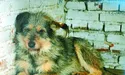 «Милосердя» компрометують, бо хочуть забрати землю?