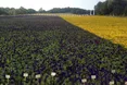Українці створили найбільший у світі прапор з живих квітів