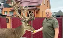 Олень Бориско став зіркою