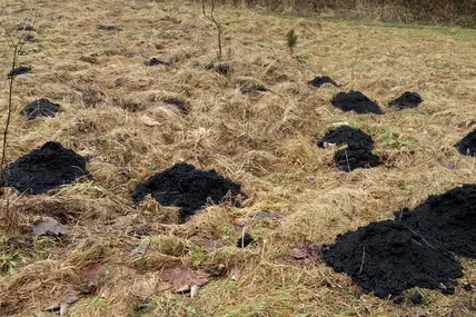 Результати роботи кротів після потепління. Фото автора