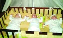 Трійнята сплять в одному ліжку – поперек...