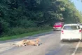 Цей лось міг би ще жити…