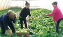 Зібравши капусту, висаджуватимуть перець