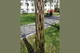 До Великодня на території Лікарні Святого Луки з’явилися оригінальні рослинні композиції