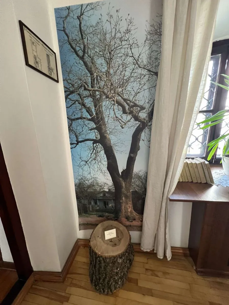 Дерево, яке пам'ятає Лесю Українку