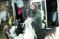 Зимові сни у компанії з… козами