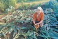 Часник уже в коморі, а цибулю ще викопує