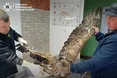 Прикордонники врятували червонокнижного птаха (ФОТО)
