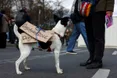 У Штатах запланували понад тисячу пікетів проти Трампа та Ілона Маска