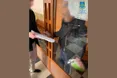 Стрілянина у Софіївській Борщагівці: підозрюваного нападника взяли під варту