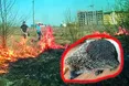 Спалюють траву — знищують Україну!