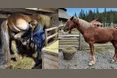 Коня захистили від катюги — зловмиснику загрожує три роки перебування за ґратами