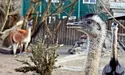 Південноамериканські екзоти у Києві почуваються як удома