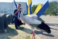 «Пізній» бузько оселився у Миролюбівці
