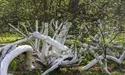 Чи стане наша яблунька «Європейським деревом року»?