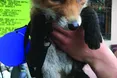 Врятувати рядового Фокса
