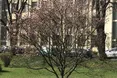 «Ця магнолія — як символ нашої Перемоги!»