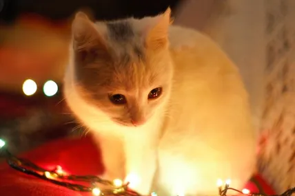 Коти можуть спровокувати пожежу