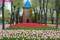 Три мільйони тюльпанів: Дендропарк у Кропивницькому готується до традиційного Фестивалю тюльпанів