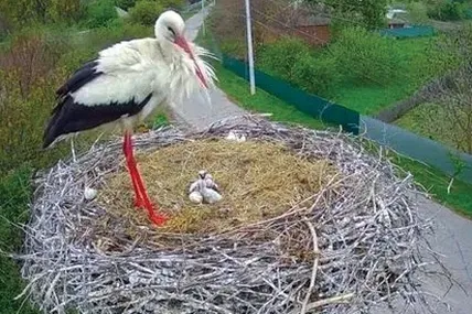 Із п’яти яєць вилупилося п’ять пташенят. Фото із соцмереж