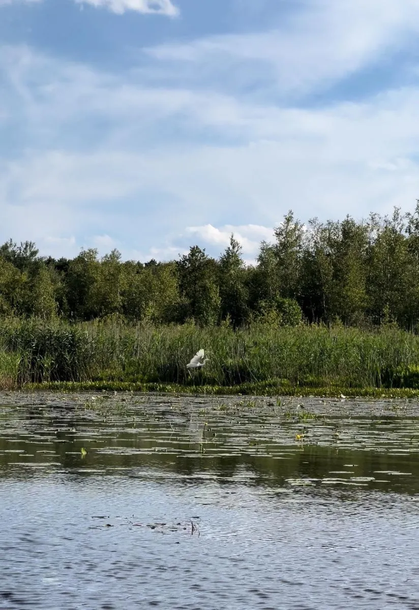 Біла чапля
