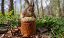 На Пасху і білка спробувала паски…