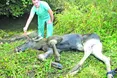 Врятувати покаліченого лося