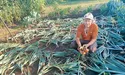 Часник уже в коморі, а цибулю ще викопує