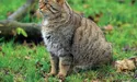 Лісового кота не погладиш, не притулишся до нього…