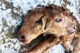 Теля — одне, а мордочок у нього дві…