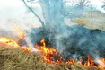 Хто береться сіяти-садити, а хто – палити…